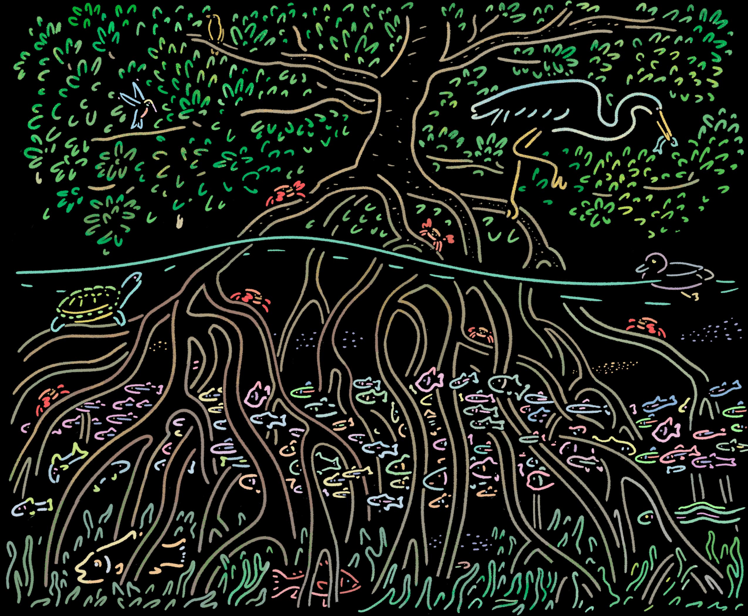 Mangrove brand illustration